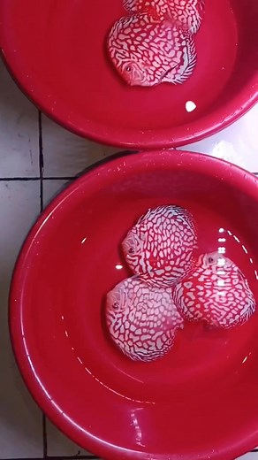 Arriving very soon. Part 1 | OZ Discus Australia