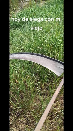 Traditional Haymaking in Rural Agriculture