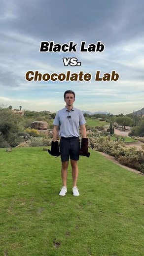 1.6K views | Do golfers like black labs or chocolate labs better? The labrador retriever is the second most popular dog breed in the US. According to the AKC. And the black lab retriever is more popular than chocolate lab. This summer golfers preferred the black lab. Are you team black lab or chocolate lab? | Daphne's HeadCovers | Facebook
