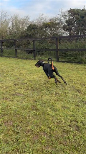 Taylor & Milly 💙🩷 | The Willows Luxury Dog Boarding Kennels