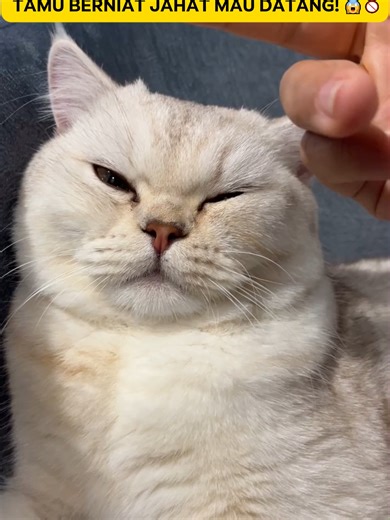 Kucing Pup Sembarangan? Pelajari Artinya dan Solusi!