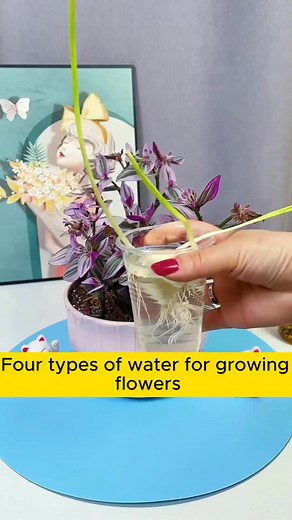 4 basic types of plant care water #gardeninspiration #gardenersparadise #gardenersofinstagram #gardenlovers #gardenersworld | Annie Gardener