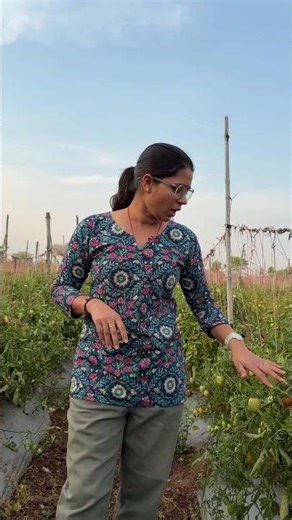 Tamatar ki fasal me Leafminer ki dawa ||टमाटर की फसल में लीफ माइनर के नियंत्रण के लिए दवा | #tomato