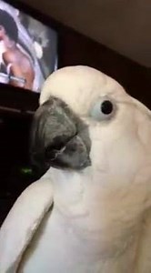 31K views · 1K reactions | "Mom says I talk funny!" | Buttons the Cockatoo | Facebook