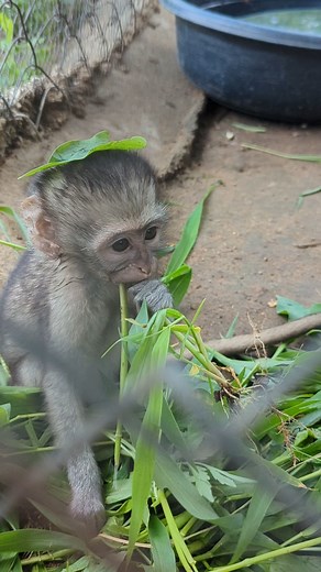 3.7K views · 118 reactions | Baby monkeys getting ready for foster moms | The Vervet Forest | Facebook