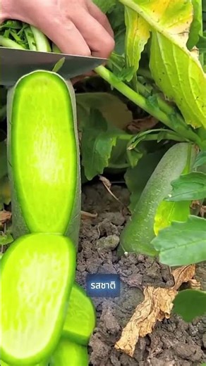 การปลูกผักผลไม้ของคนจีน🌱 ที่คุณอาจไม่เคยเห็นมาก่อน #shorts