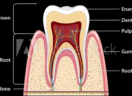 Tooth Anatomy Diagram Animation With Labeled Structures