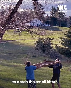 Kid rescue cat falling from tree | Watercooler Animals