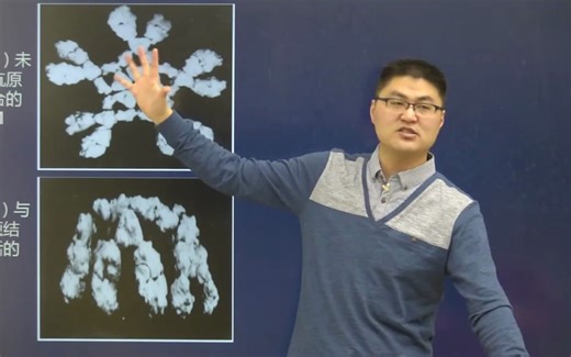 22 补体活化的第一途径(P22)