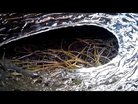 Artificial Water Taxidermy Tutorial