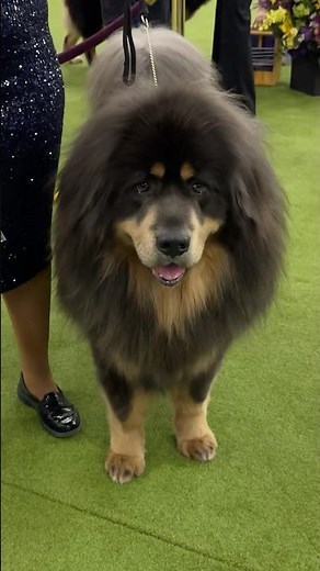 The majestic Tibetan Mastiff