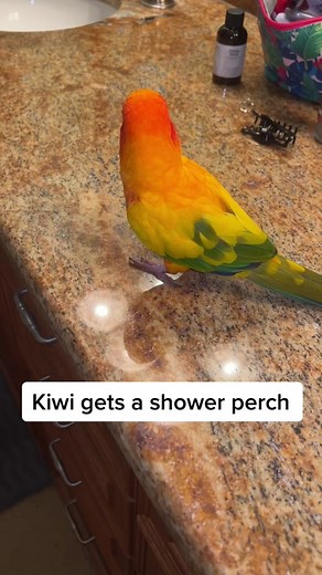 Showering Together with Sun Conure | Conures Bathing