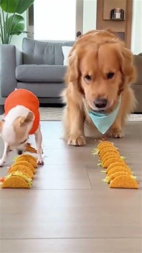 Tiny Chihuahua Wins Taco Race Against Golden! 🌮🐾 #Chihuahua #GoldenRetriever #FunnyDogs #ViralPets