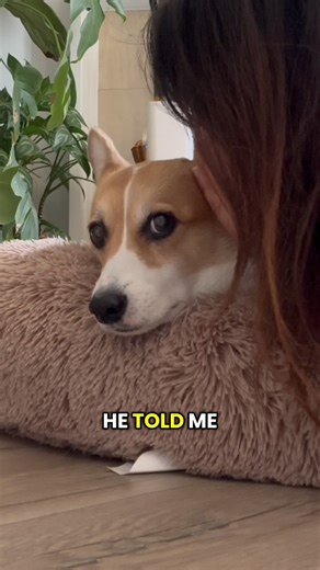 Lambo The Corgi on Instagram: "How to start a fight 😈 #dogsofinstagram #drama #corgi #explore #daddysboy #mommysboy"