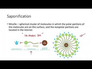 Reactions of Triacylglycerols