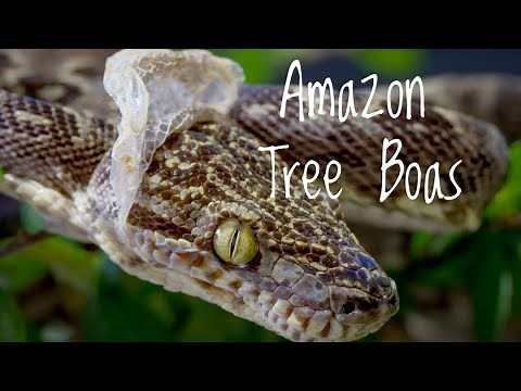 Species Spotlight- Amazon Tree Boas