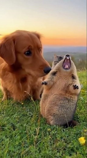 Gentle Moment: Dog Licks Mole with Tender Care