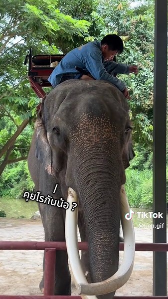นางรู้ นางนิ่ง นางแอบเก็บข้อมูลไปเม้ากับพี่พงศ์ที่หลักแน่ 🫵😌 #พลายมีบุญควาญเบิ้ม #พลายแอ๊ด #ศูนย์อนุรักษ์ช้างลําปาง #พ่อแม่อุปถัมภ์ช้าง