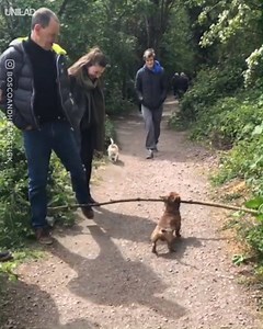 2.9M views · 16K reactions | "Excuse me... Coming through"  | UNILAD | Facebook