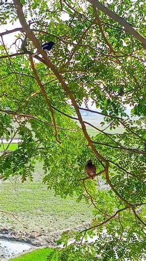 Common Myna, and Oriental Magpie-Robin. #dushtukokil #orientalmagpierobin #commonmyna #song #shorts