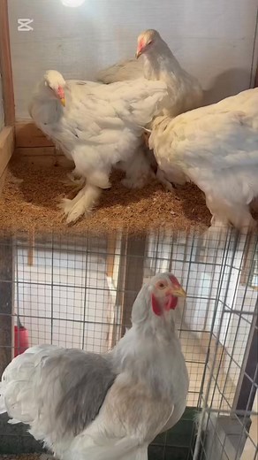 Criadero Chicken Land on Reels