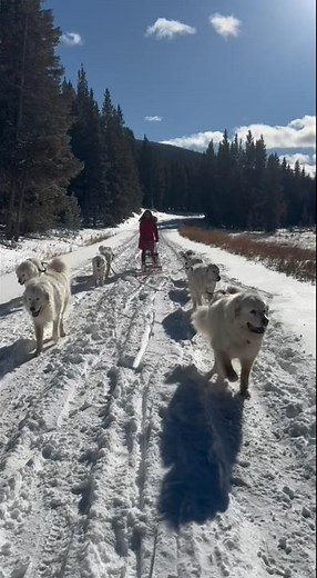 The Guardian express rides again. Full video coming out the day after Thanksgiving.