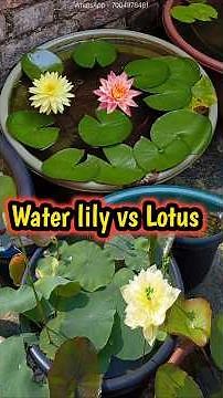 Water lily VS Lotus 🪷. #waterlily #lotus #difference