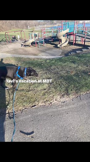 Michigan Dog Training on Reels