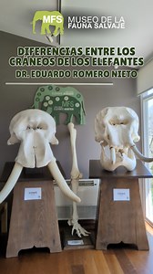 Museo de la Fauna Salvaje on Instagram: "🎥 Reel especial con el Dr. Romero Nieto En este vídeo, nuestro presidente te explica las diferencias entre el elefante africano y el asiático a partir de los cráneos expuestos en la sala de anatomía. 🧠 Una lección rápida, curiosa y sorprendente sobre el mayor mamífero terrestre. ¡Dale al play y aprende con nosotros!"