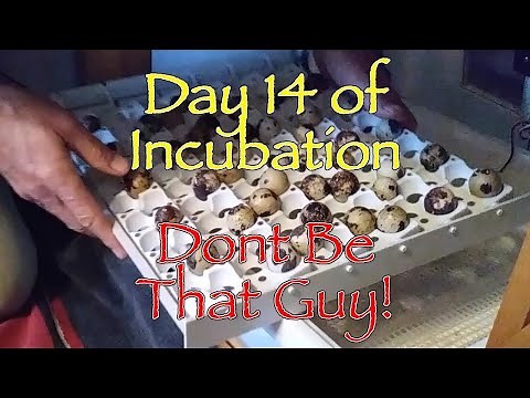 Quail Egg Incubation Day14 (LockDown)