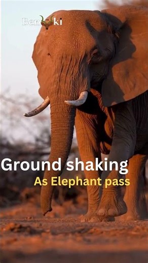 These Are the Moments That Make a Safari Unforgettable.