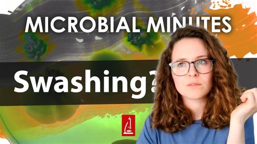 Swashing: Newly Discovered Mode of Bacterial Migration - Microbial Minutes | American Society for Microbiology