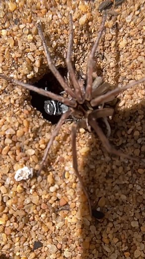 Fascinating Behaviors of Spider Wasps: A Closer Look