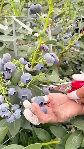 Picking process of blueberries with a practical tool