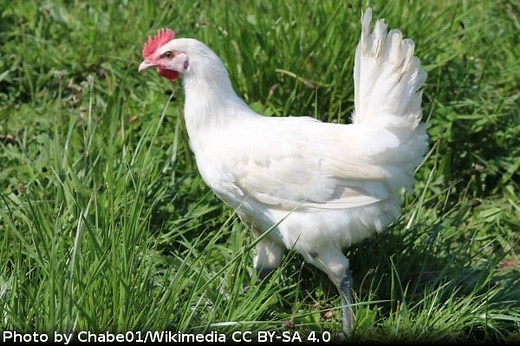 Bresse Chicken Breed Profile - Backyard Poultry