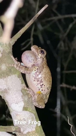 Tree Frog in Conroe, Texas