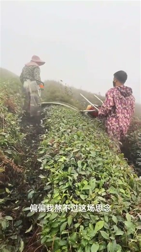 Modern Agriculture: Amazing Large Scale Tea Leaf Harvesting Machine Working in the Fog#youtubeshorts