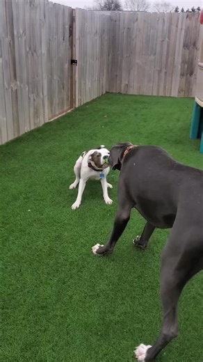 Sunset Acres Pet Lodge on TikTok