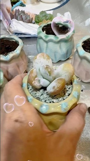 快速上盆教學🌈墊網子➡️發泡煉石➡️多肉介石➡️培養土➡️鋪面石➡️定根水➡️完成✅ #燈養 #多肉植物 #園藝