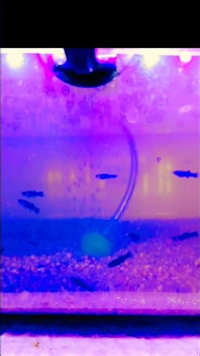 MOLLY FISH 🐠 ||MOLLY FISH BREEDING FARM DELHI ||MOLLY GUPPIES HOME BREEDING @DELHIFISHBREEDER