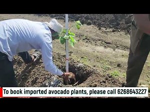 How to plant avocado trees in India ? Hass avocado farming in India | 6268643227 | Indo Israel Avo