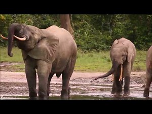 Forest Elephants of the Congo - Dzanga Bai