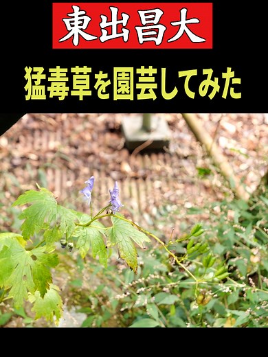 猛毒草を園芸してみた #東出昌大 #山暮らし #毒草 #園芸 #生活