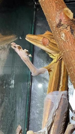 Uroplatus lineatus 学名：马达加斯加条纹叶尾守宫，这是它蜕皮的过程#睫角守宫 #爬宠 #爬宠日常 #人工合法养殖