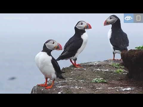 Puffins on Grimsey | Iceland | Lindblad Expeditions-National Geographic