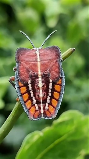 Lychee Shield Bug 💖🪳💖 #naturesshade18#insects #reptiles
