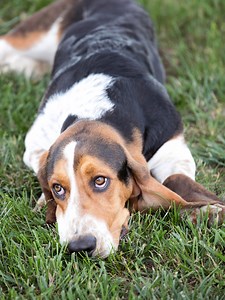 Find Out Why Basset Hounds Are So Doggone Special