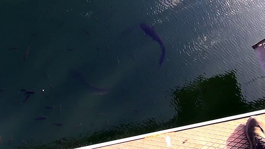 chernobyl cooling pond: giant radioactive mutated wels catfish?