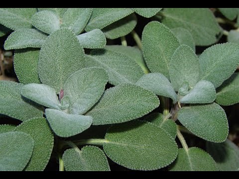 Sage 101 - Nutrition and Health Benefits of Sage