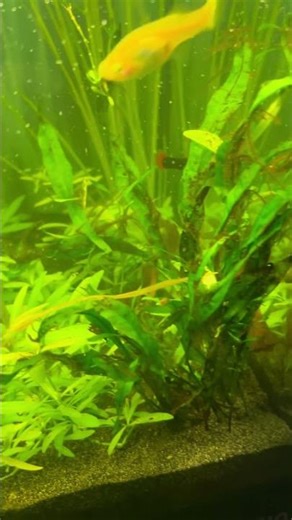 Bronze corydoras spawning